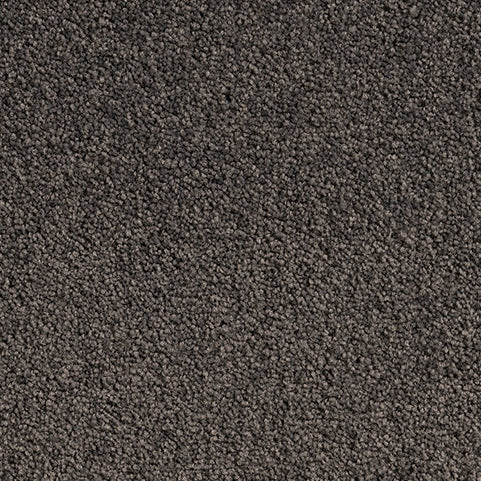 Dark Grey Cut Pile Twist carpet in Mole Grey. 