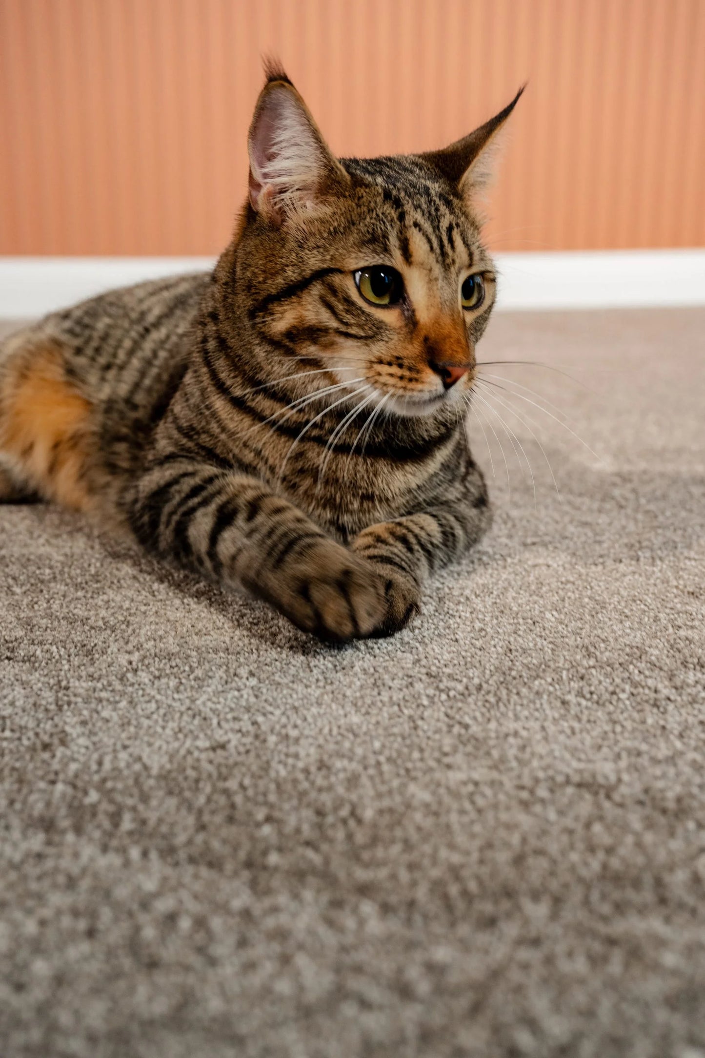 Coco Bliss Carpet