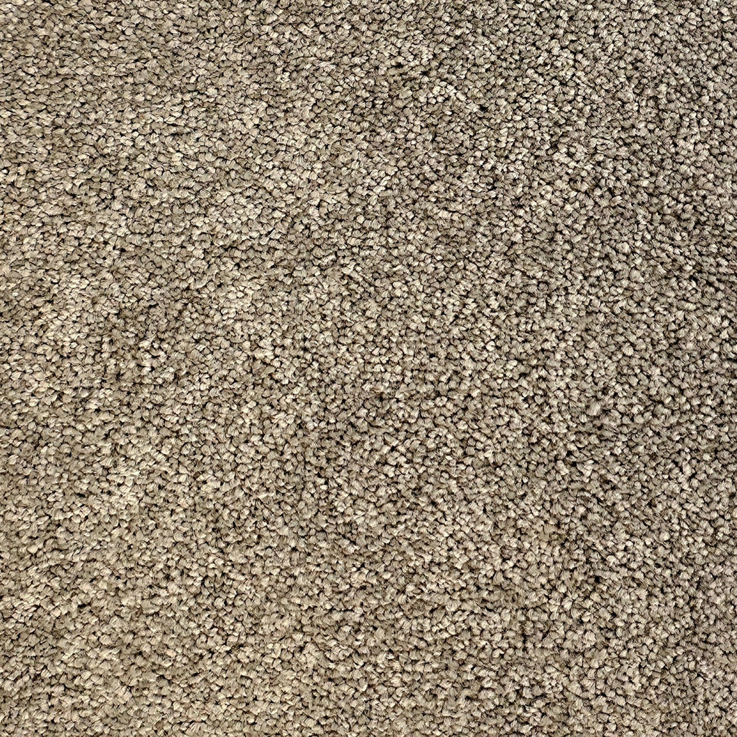 Devora Carpet