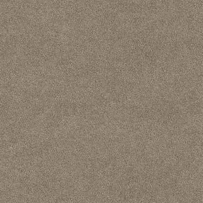 Lasting Touch Carpet