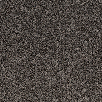 Solution Dyed Nylon, Cut Pile Twist grey carpet swatch in Mole Grey from Pacific range. 
