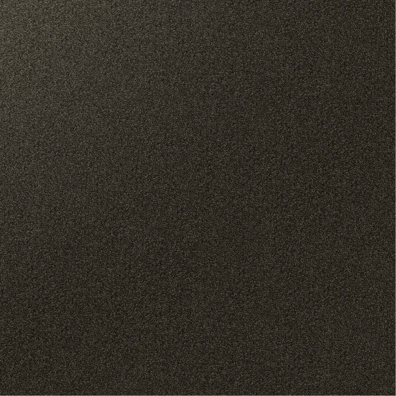 Domain Rise Carpet